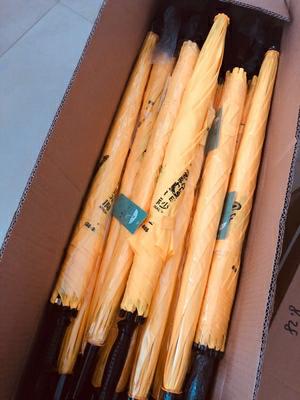 榴莲视频APP安卓下载入口伞